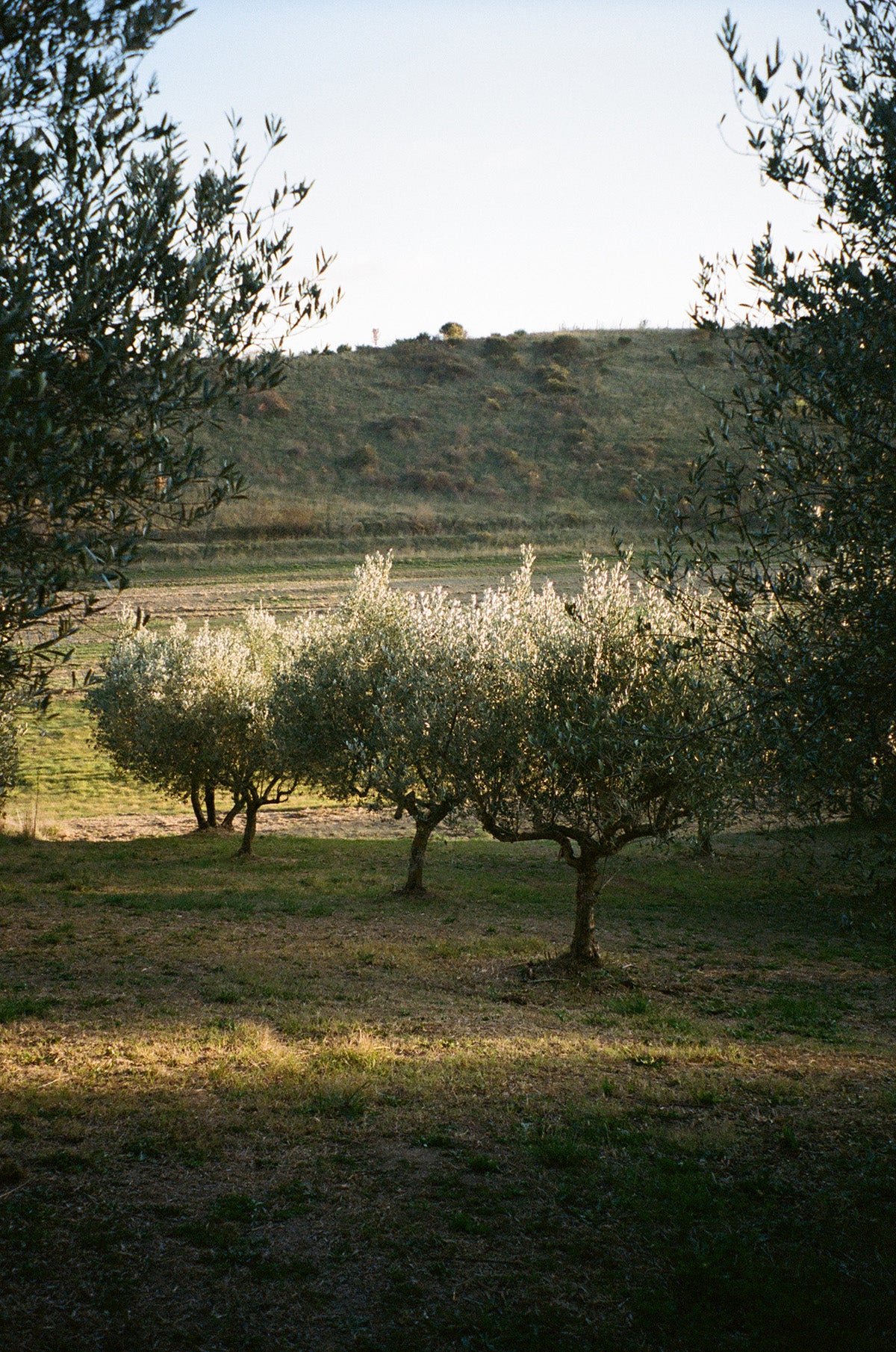 Monte Olive Oil