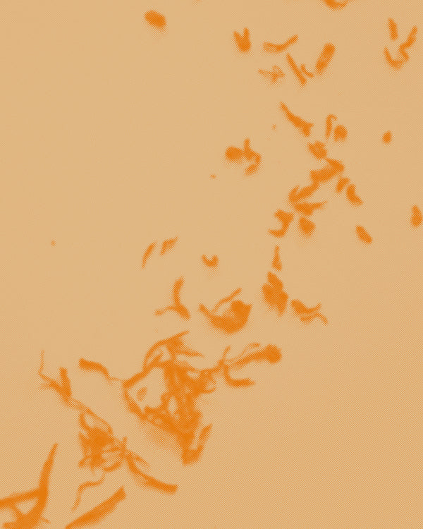 Aged Pu’er and Incense: January 31 + February 1 (Morning)