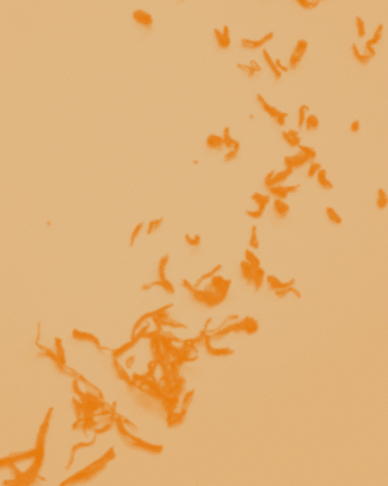 Aged Pu’er and Incense: January 31 + February 1 (Morning)