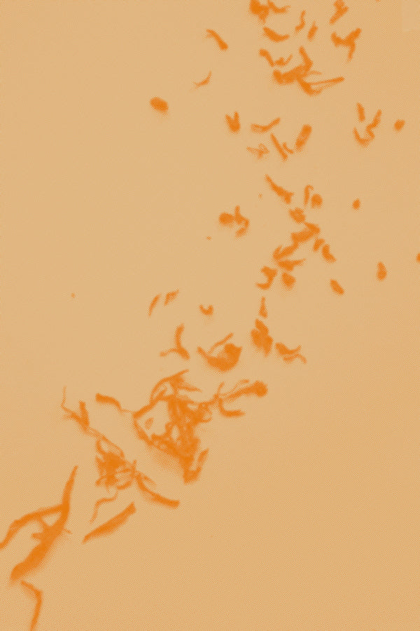 Aged Pu’er: The Taste of Time, December 20th