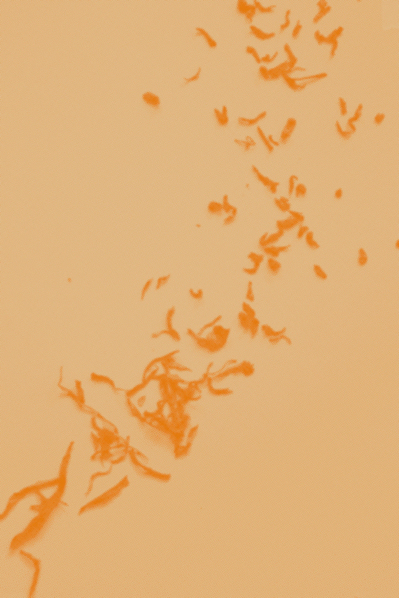 Aged Pu’er: The Taste of Time, December 20th